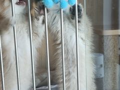 -泰国佛·塔罗·泰牌狐仙古曼