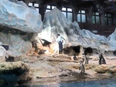 -帝企鹅自助餐厅•儿童岛•真企鹅(长隆企鹅酒店)