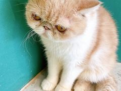 -飞行喵MR PILOT|猫舍·猫咖(静安大融城店)