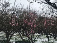 景点-香雪海