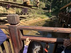 -西双版纳原始森林公园