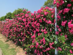 -武汉紫薇都市田园