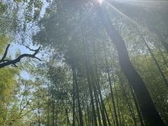 -青龙山国家森林公园