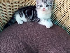 -喵zoo家庭繁育猫舍(尖东智能花园店)