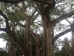 -瑞丽独树成林风景区