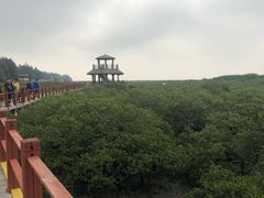 -北海金海湾红树林生态旅游区