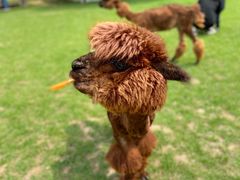 -大连铭湖国际观光牧场