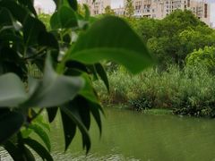 -南翔镇银翔湖公园
