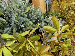 -循礼门鲜花花市(武汉循礼门店)