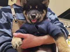 -逗柴咖啡屋·狗咖猫咖宠物桌游