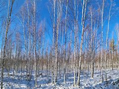 -北极村旅游风景区