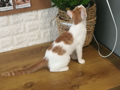 -平行世界·猫咖(首经贸店)