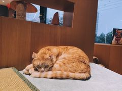 -CAT’S MEWSTAR CAFE·喵星球猫屋(晴湾咖啡店)