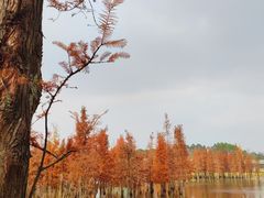 -白鹭湾湿地公园