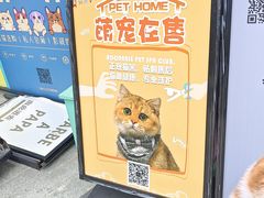 -飞行喵MR PILOT|猫舍·猫咖(静安大融城店)