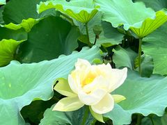 -莲池书院博物馆
