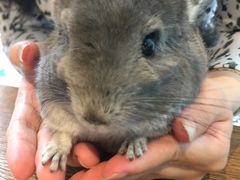 -藦茜花园宠物主题亲子互动体验馆(国顺东路店)