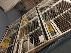 -猫色咖啡·猫咖