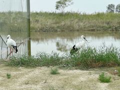 -盐城丹顶鹤湿地生态旅游区