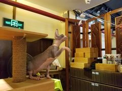 斯芬克斯-more than meow吴止猫主题餐厅(承德 中船汇店)