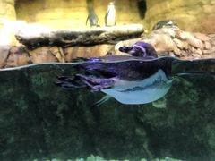 -迪拜水族馆及水下动物园
