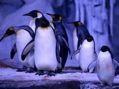 -海合安武汉极地海洋公园