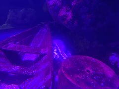 -暹罗海洋世界