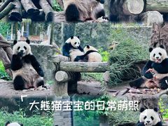 -都江堰中华大熊猫苑