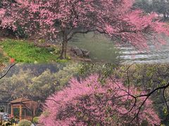 -中国茶叶博物馆(双峰馆区)