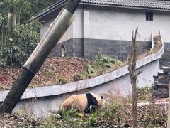 -中国大熊猫保护研究中心雅安碧峰峡基地