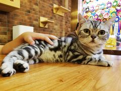 -more than meow吴止猫主题餐厅(承德 中船汇店)