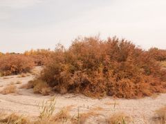 -金塔沙漠胡杨林景区