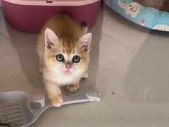 -糯米喵星人总部直营旗舰店·猫舍·幼猫出售