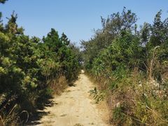景点-日照海滨国家森林公园
