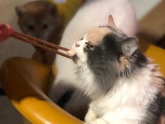 -猫色咖啡·猫咖