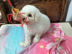 -宠颐生·恒爱宠物医院(静海店)