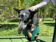 -爪吧宠物乐园 (温榆河示范区店)