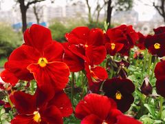 -艾溪湖湿地公园