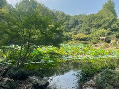 -杭州植物园