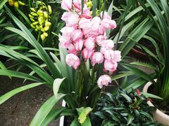 -金科花卉市场