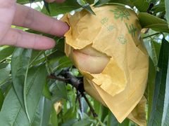 -南汇新场正宗水蜜桃采摘