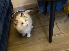 -十年猫舍·猫咪专门店(普陀店)