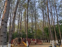 -合肥滨湖国家森林公园