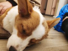 -浣熊柯尔鸭土拨鼠·电玩咖