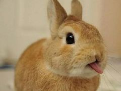 -华莱士·全鸡汉堡(财经学院店)