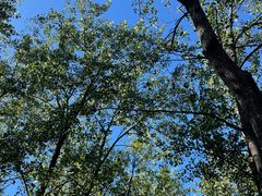 -合肥滨湖国家森林公园