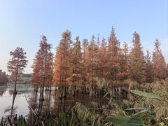 -白鹭湾湿地公园