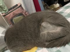 -乐派堂宠物医院·猫友好· 心脏科(东街店)