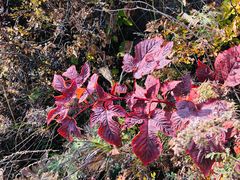 -白草畔自然风景区