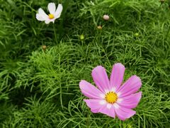 -陈麻婆豆腐(旗舰店)